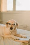 funny dog with glasses and book
