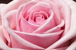 pink flower