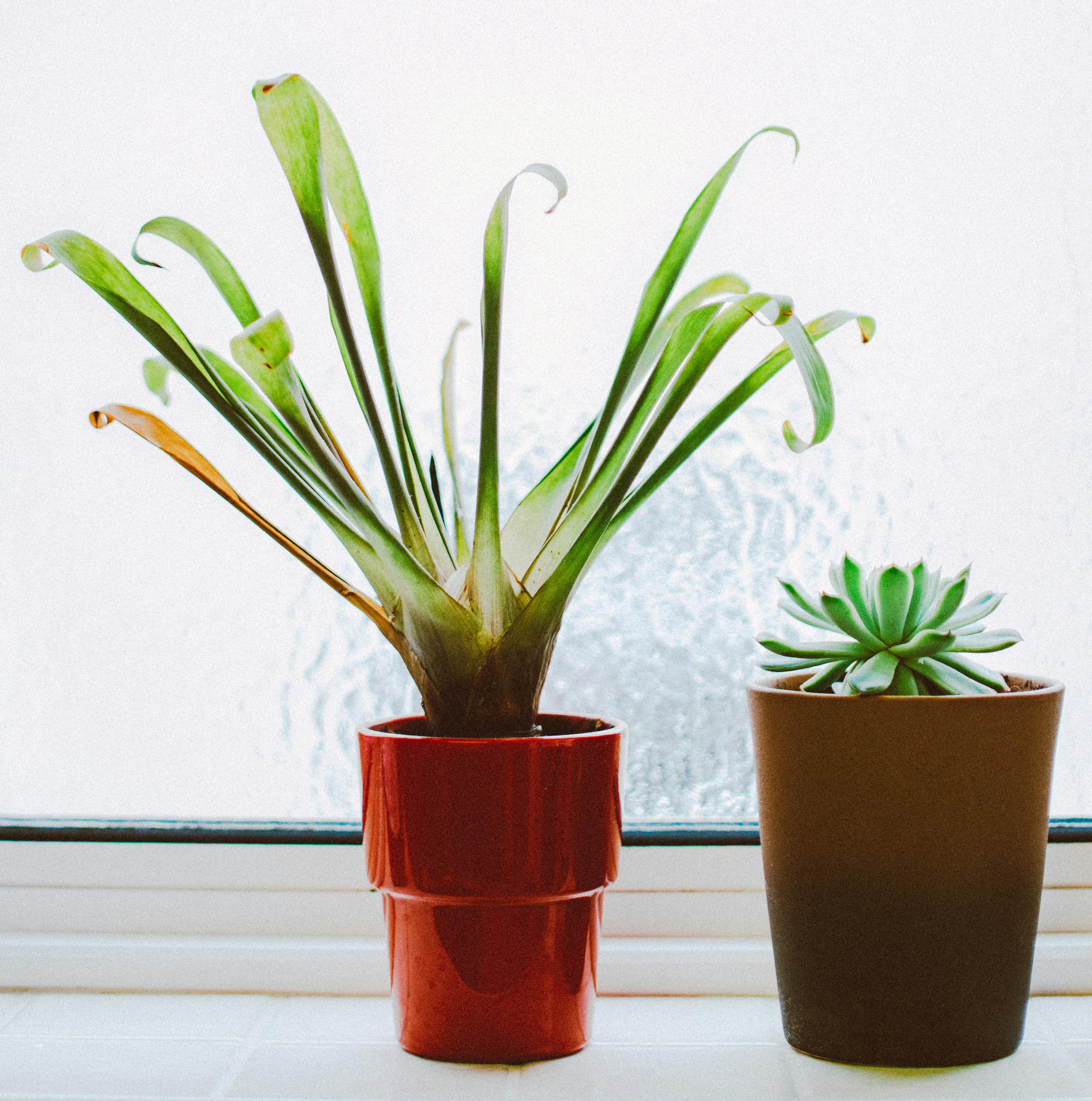 6 Easy-Care Potted Plants To Brighten Your Home This Season