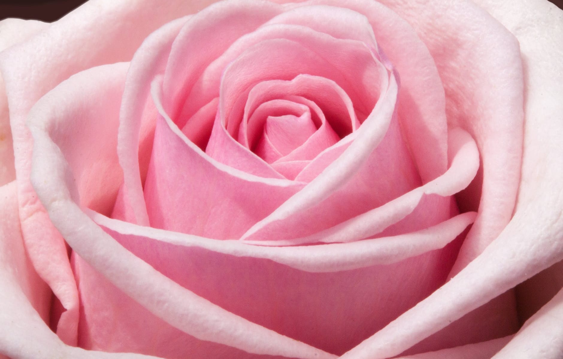 pink flower