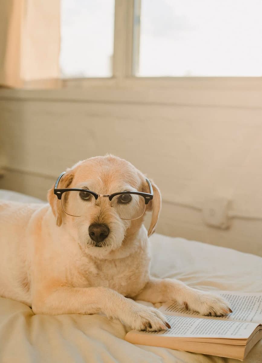 funny dog with glasses and book