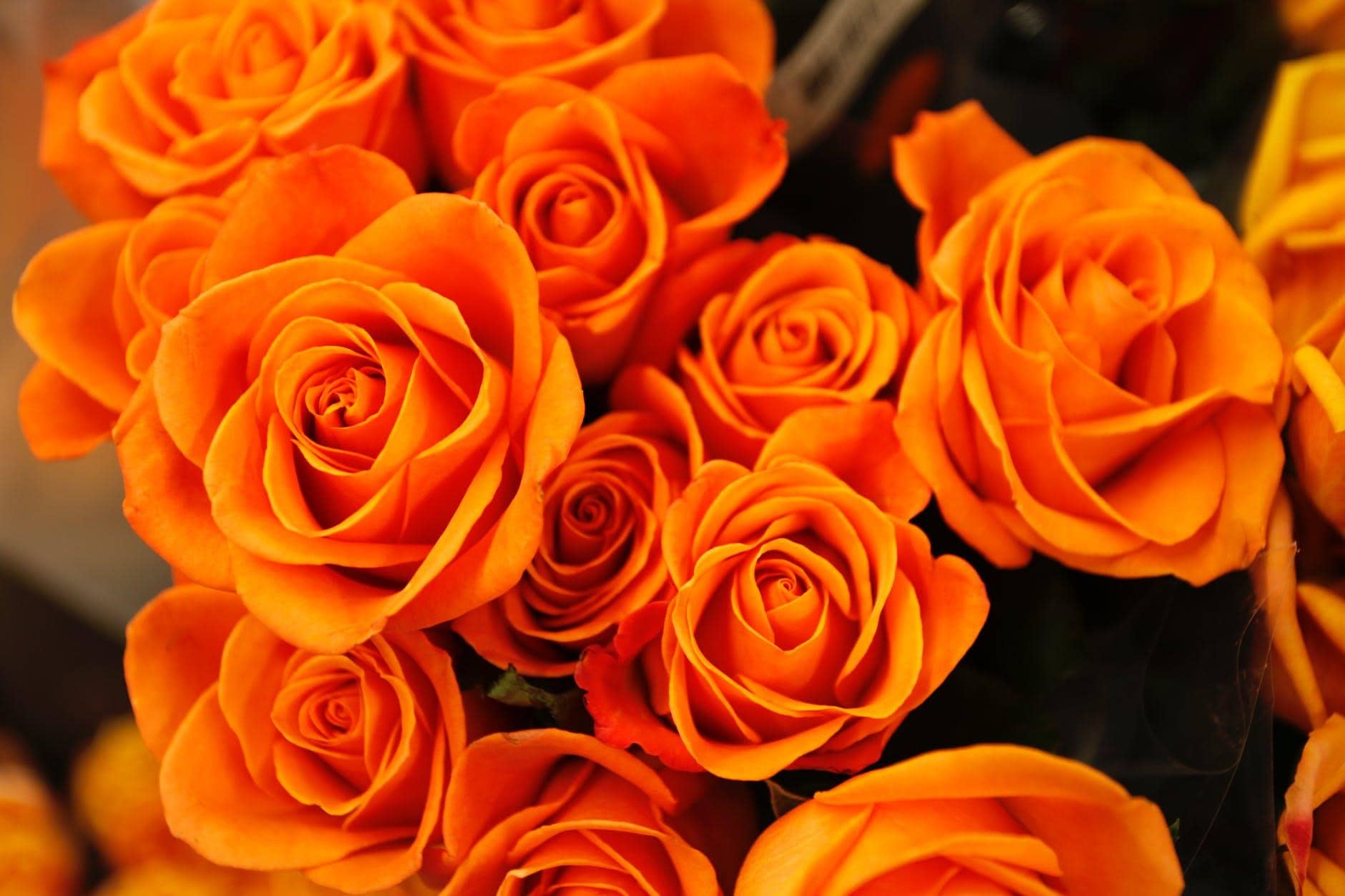 bed of orange petaled flower
