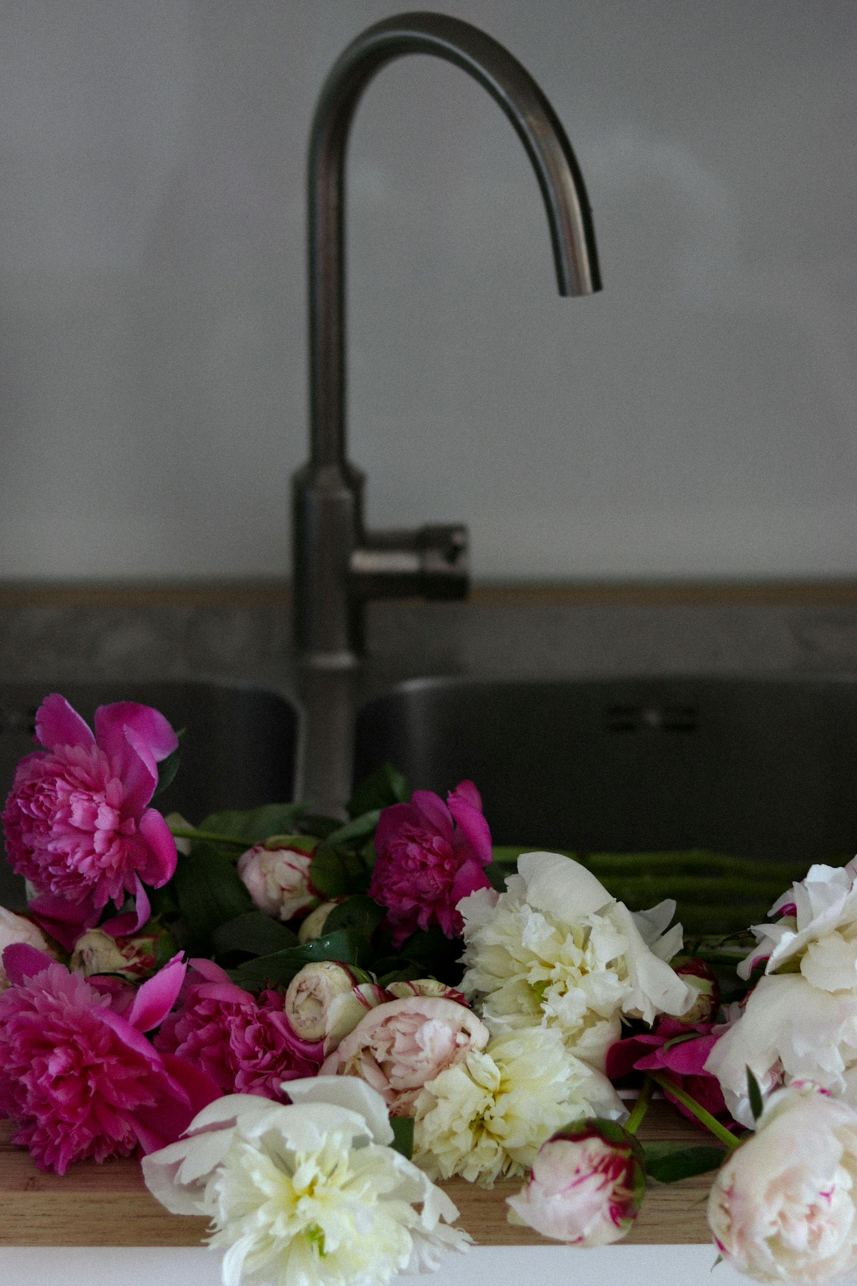 Fragrant fresh peony flowers of bright pink and white colors with stems placed in kitchen basin