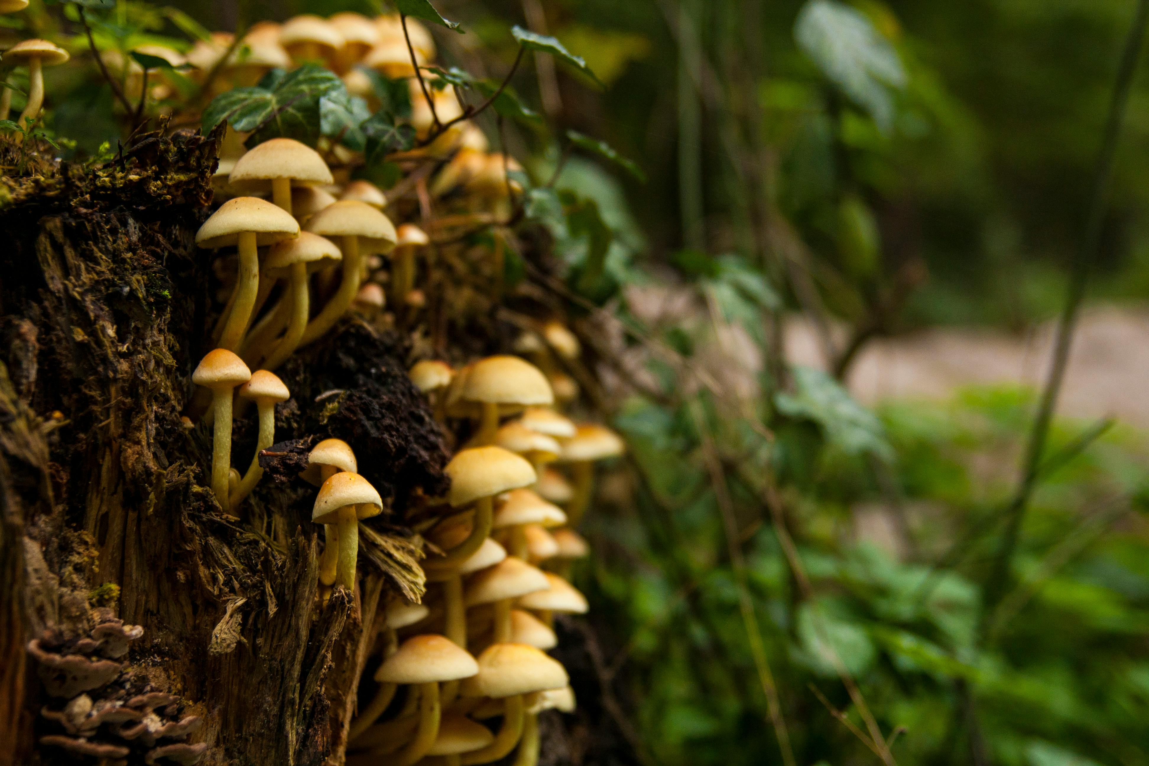 Yellow Cap Mushrooms Growing on a Dead Tree Trunk